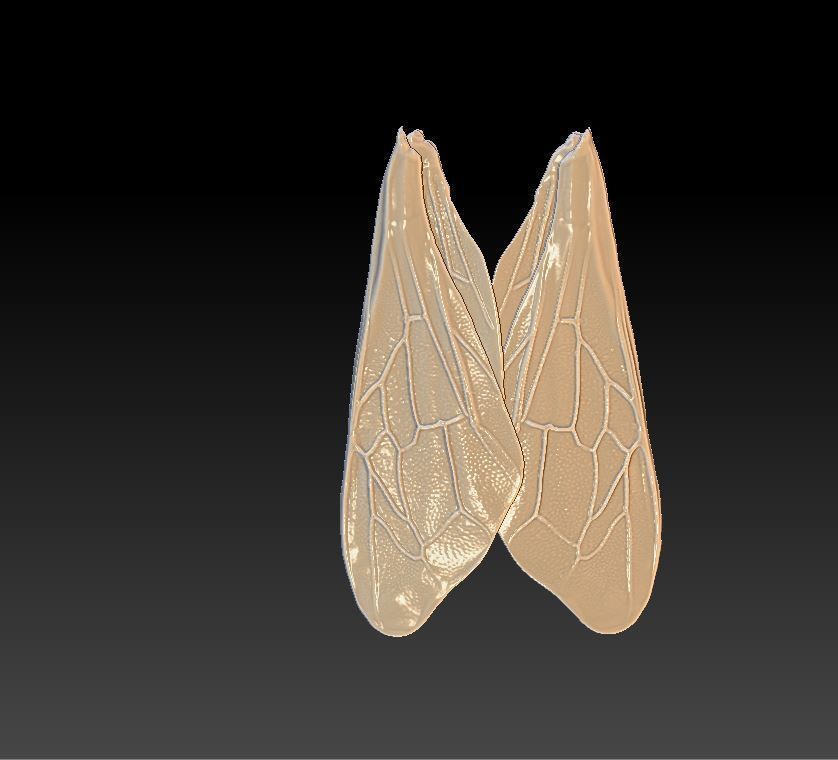 honey bee anatomy 3D print model_4