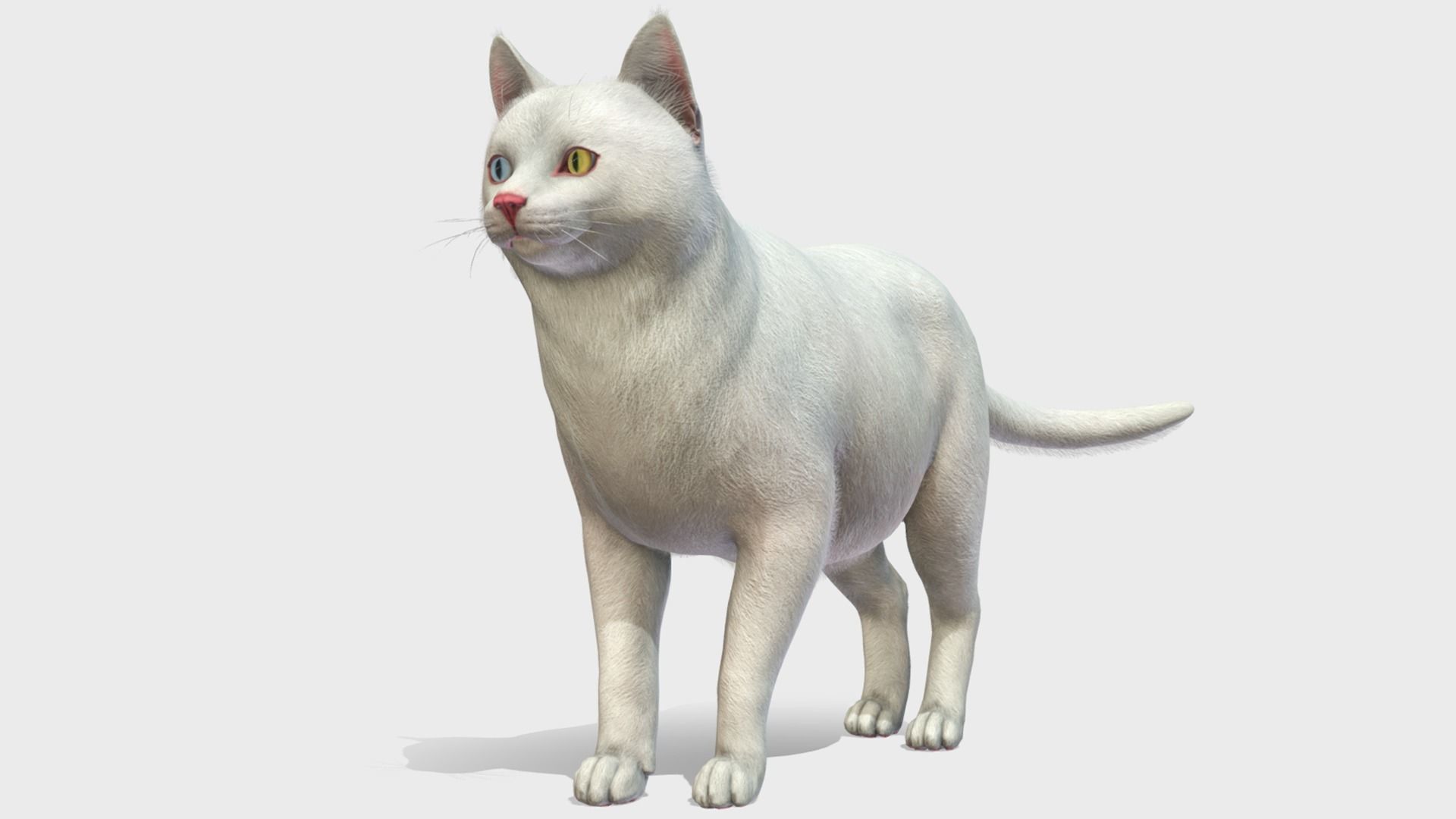 Cats - Fat Low-poly 3D model_2