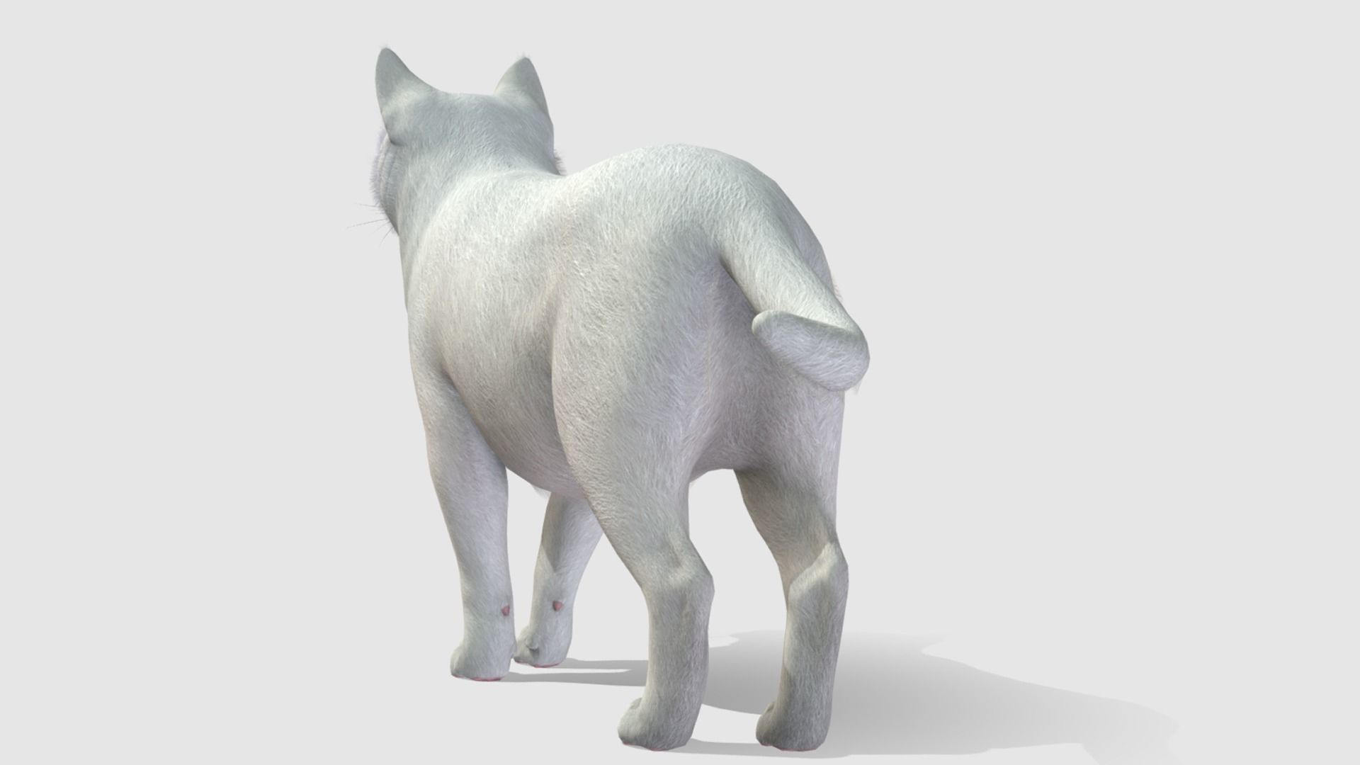 Cats - Fat Low-poly 3D model_5