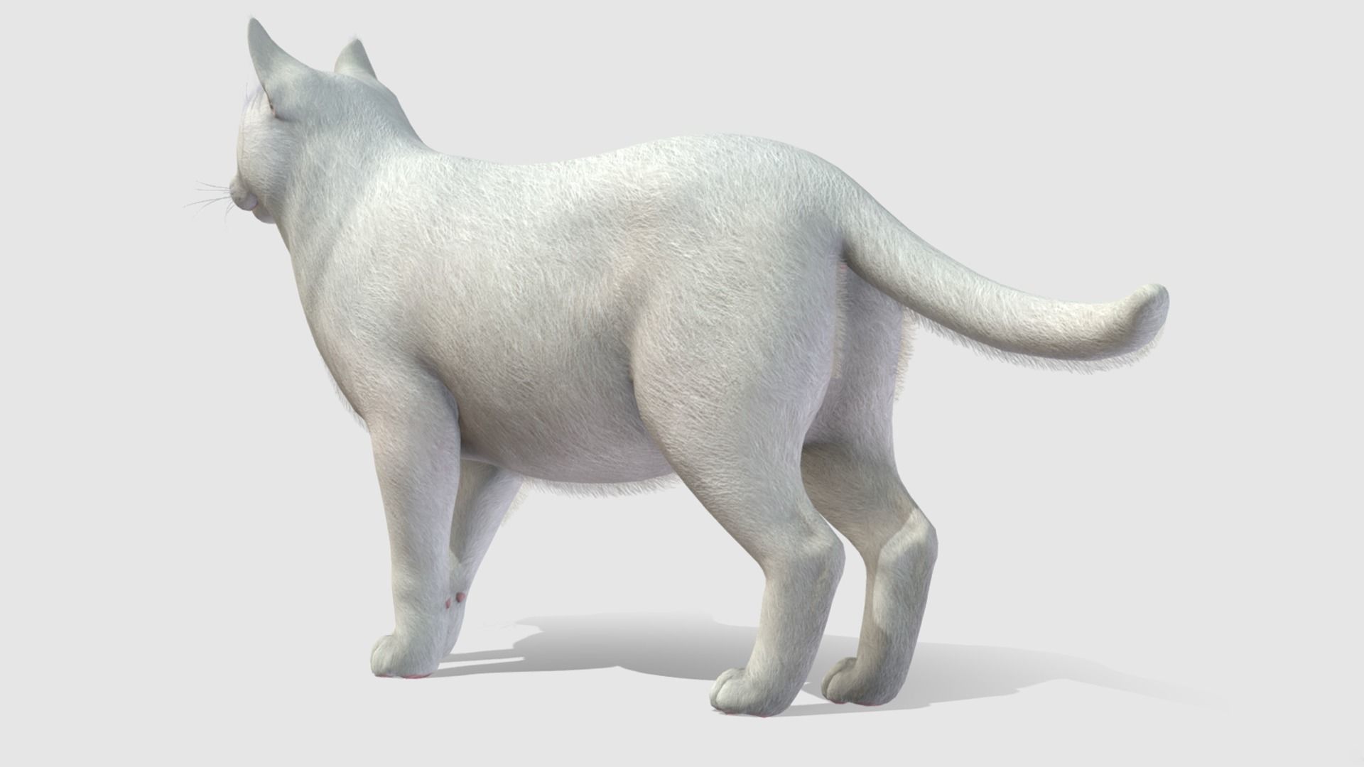 Cats - Fat Low-poly 3D model_4