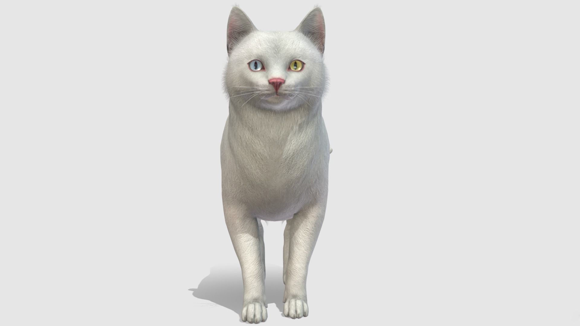 Cats - Fat Low-poly 3D model_6