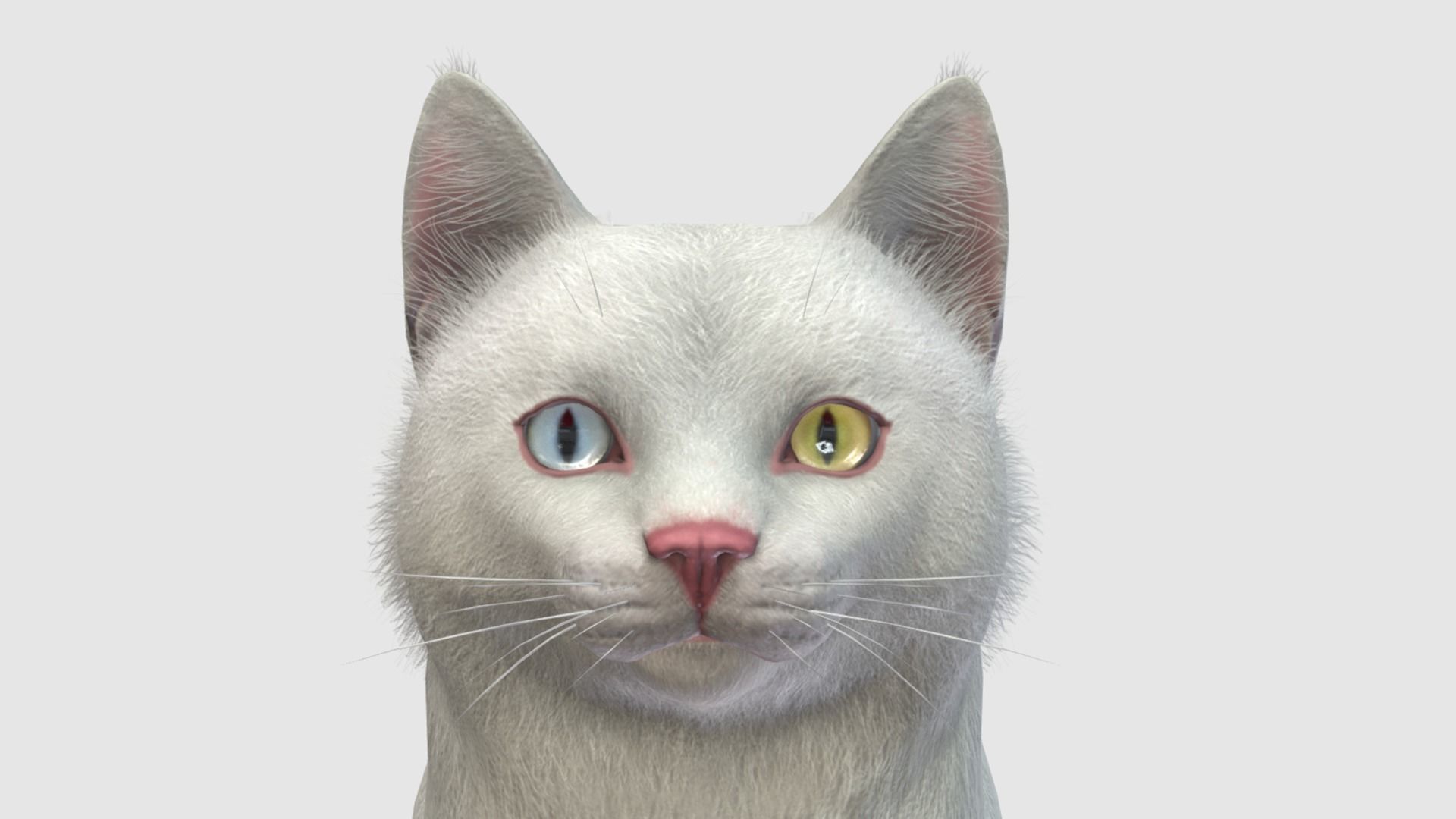 Cats - Fat Low-poly 3D model_7