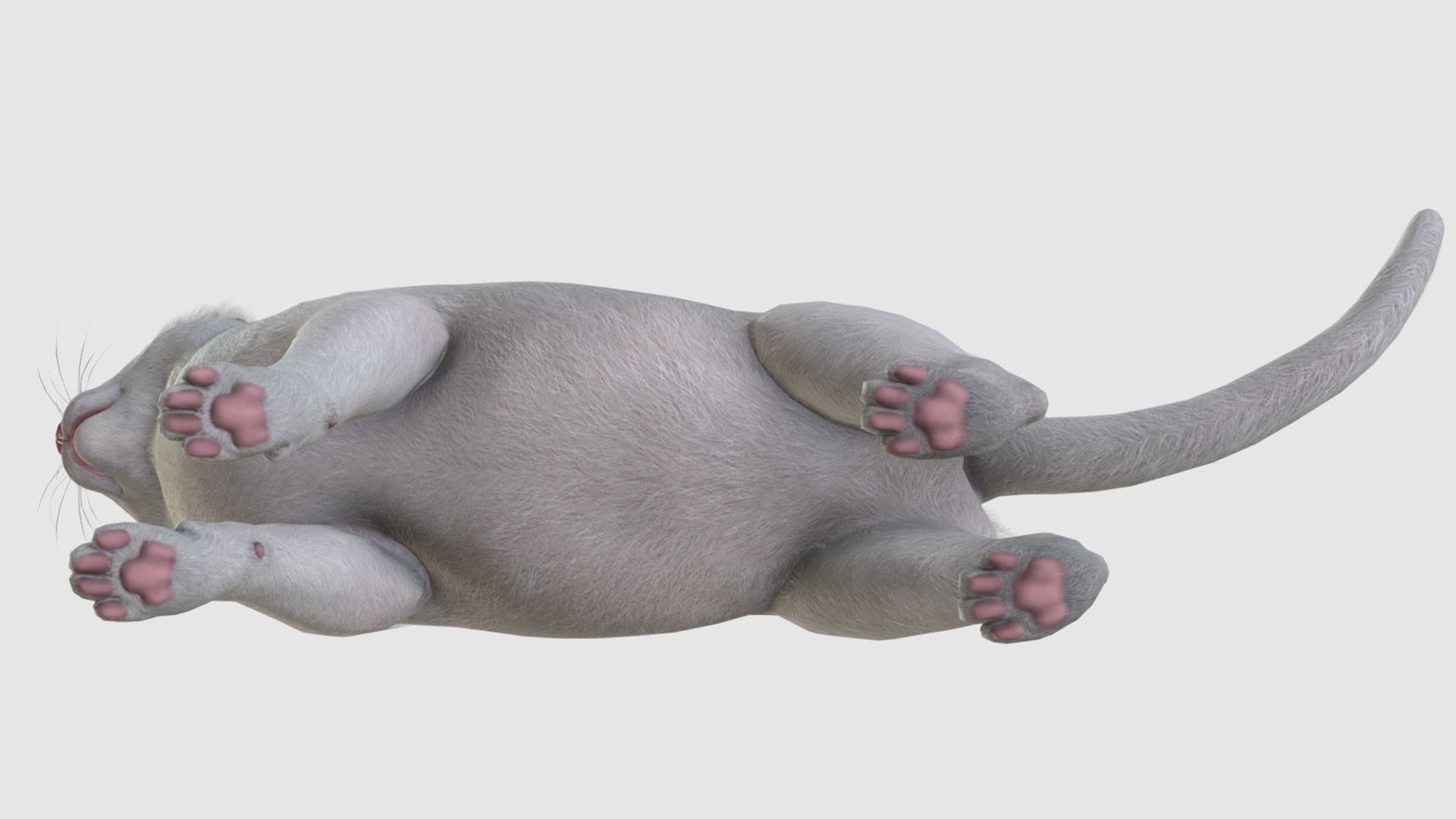 Cats - Fat Low-poly 3D model_9