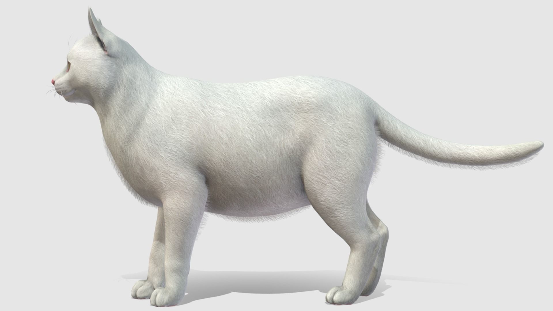 Cats - Fat Low-poly 3D model_3