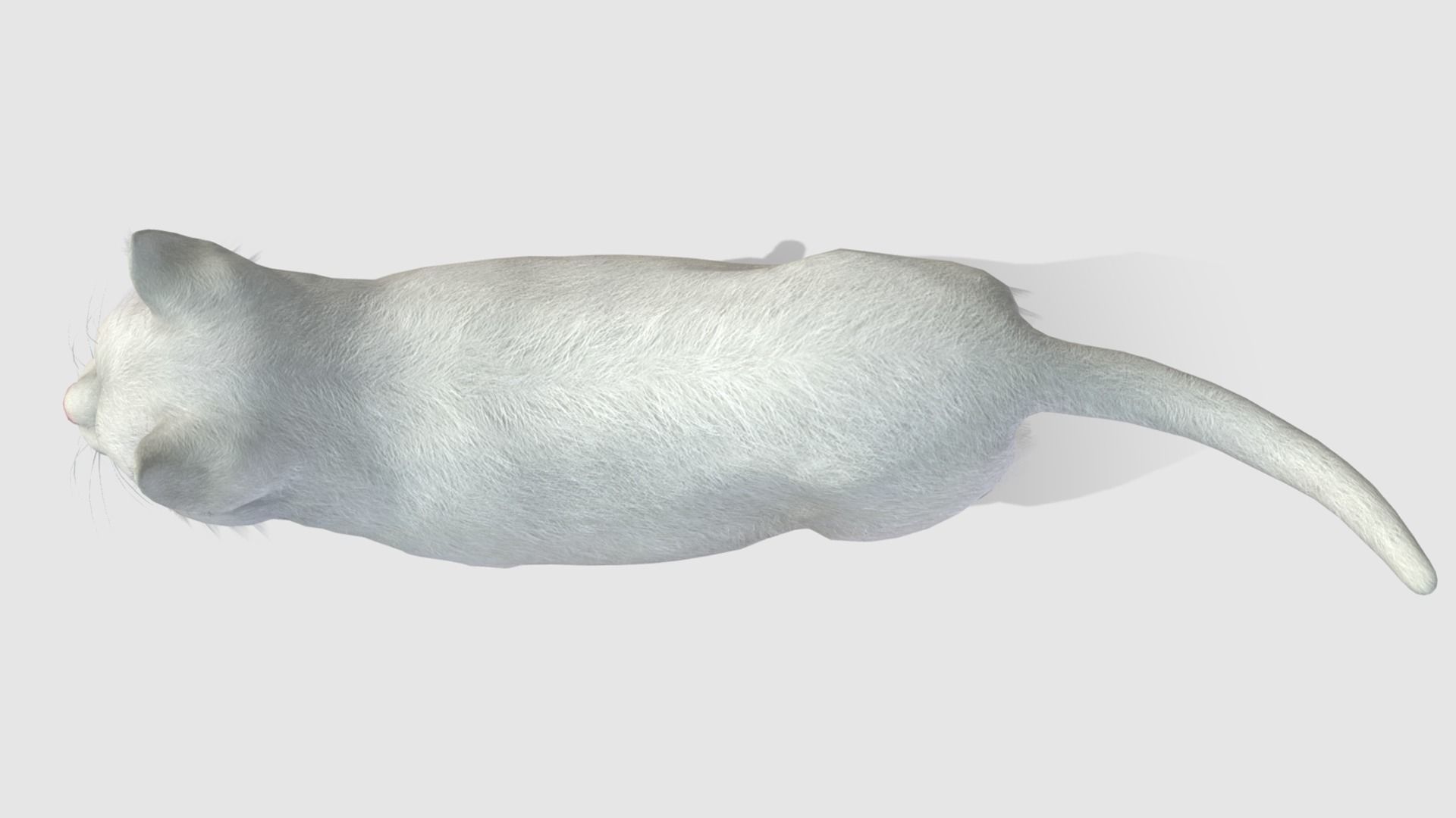 Cats - Fat Low-poly 3D model_8