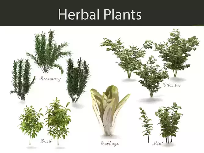 Herb plants 