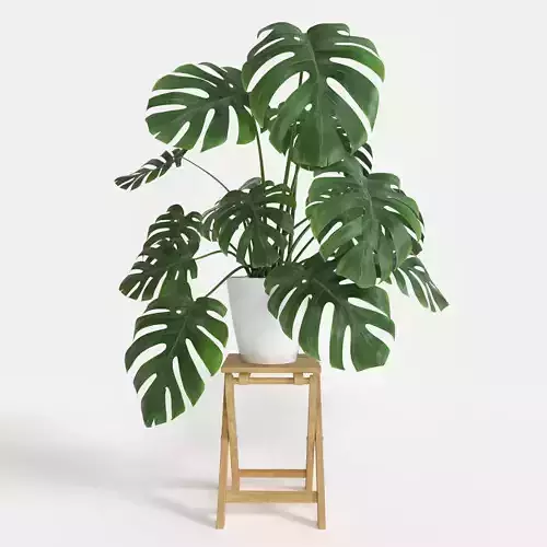Monstera plant