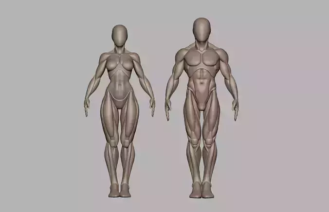 Male and female basemeshes pack 3D print model