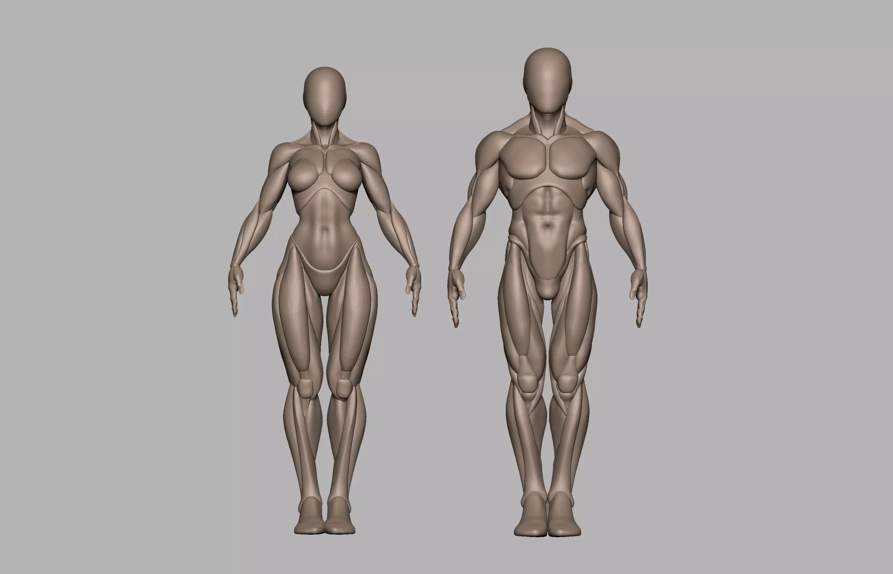 Male and female basemeshes pack 3D print model_0