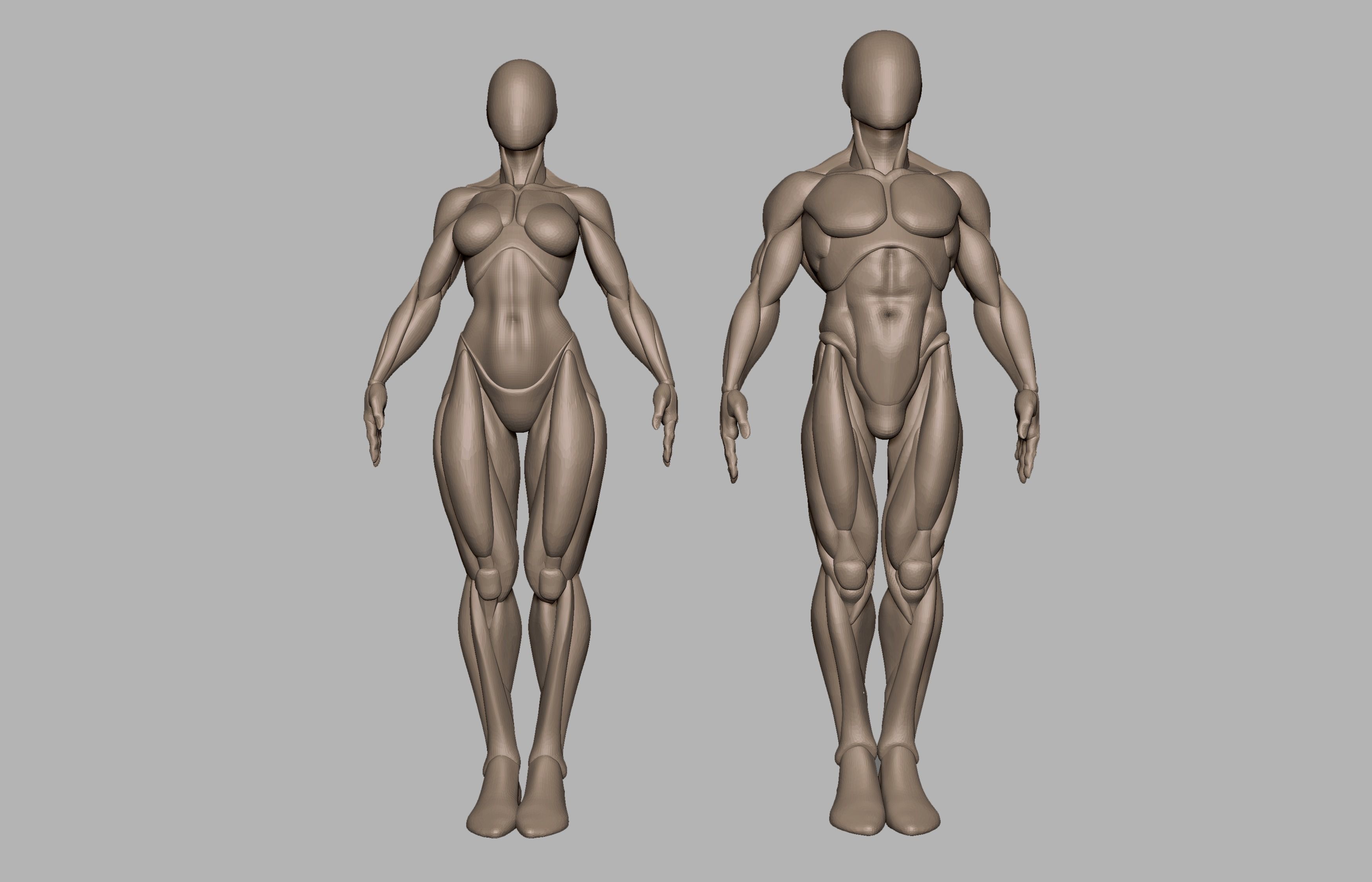 Male and female basemeshes pack 3D print model_2