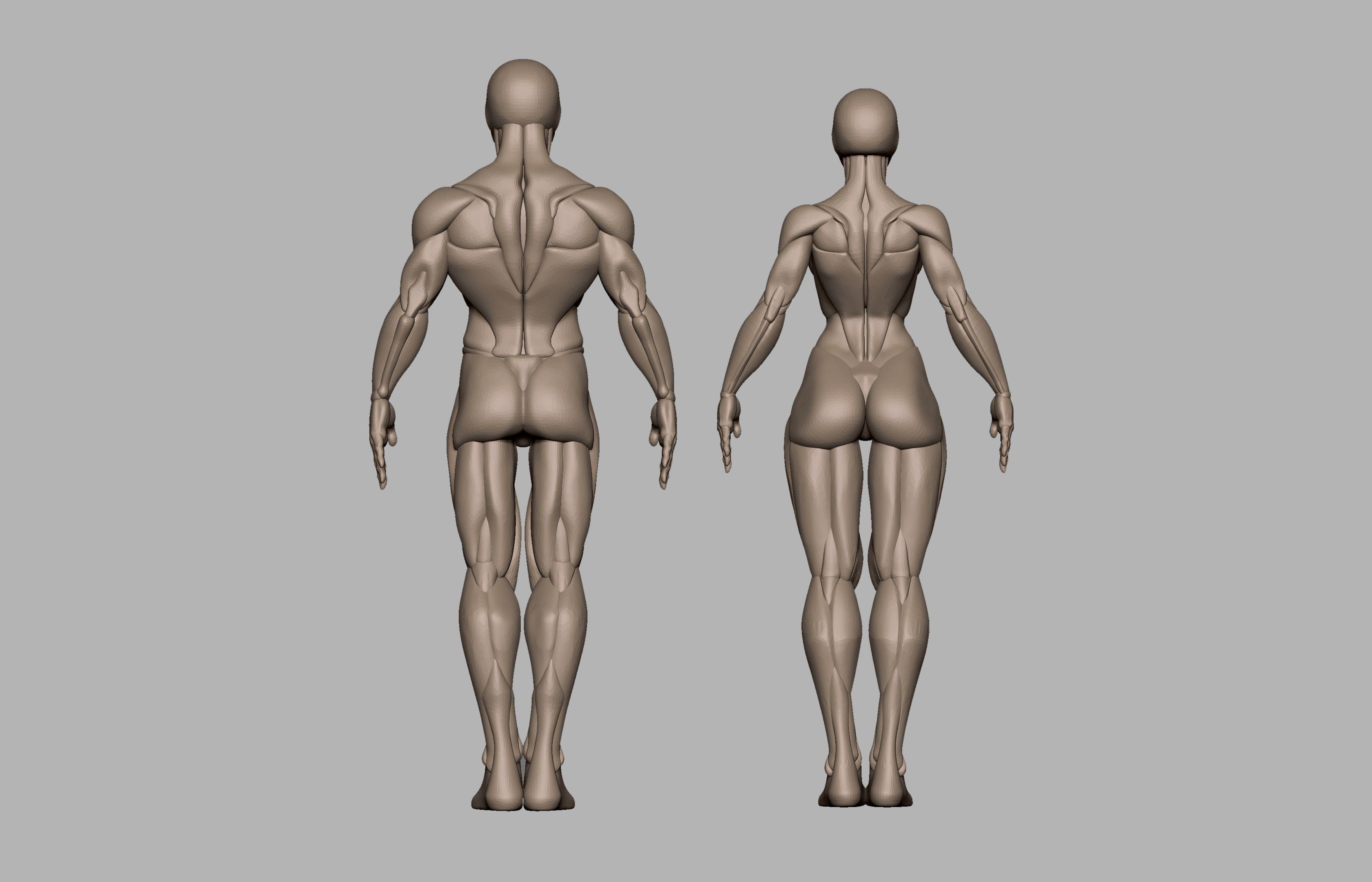 Male and female basemeshes pack 3D print model_1