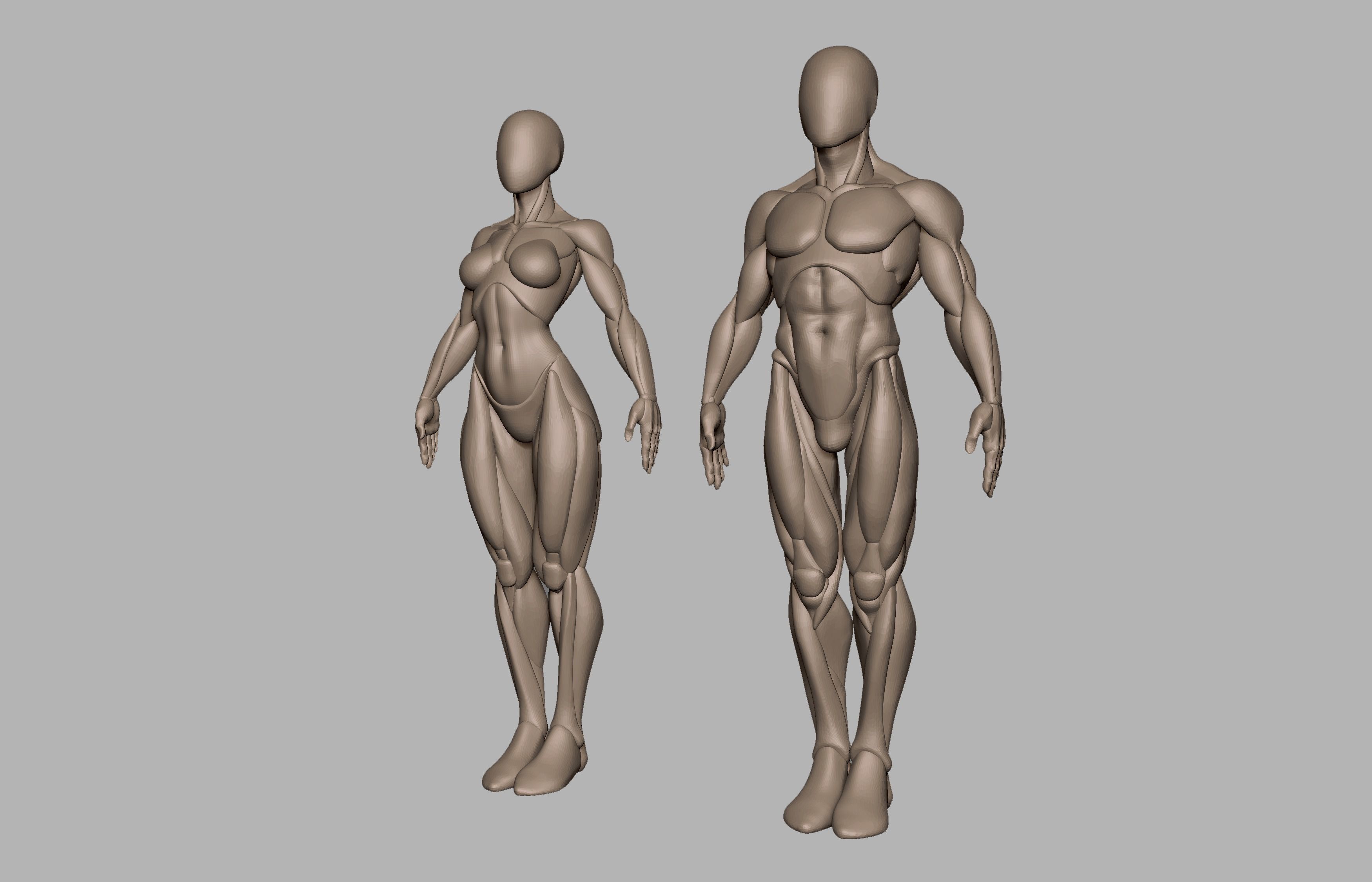 Male and female basemeshes pack 3D print model_3
