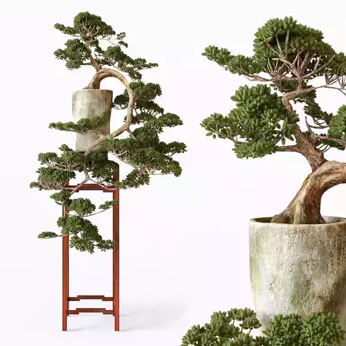 Bonsai japanese tree