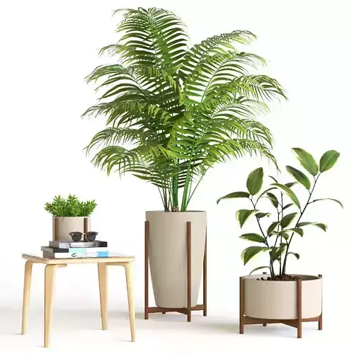Plant set in wooden pot