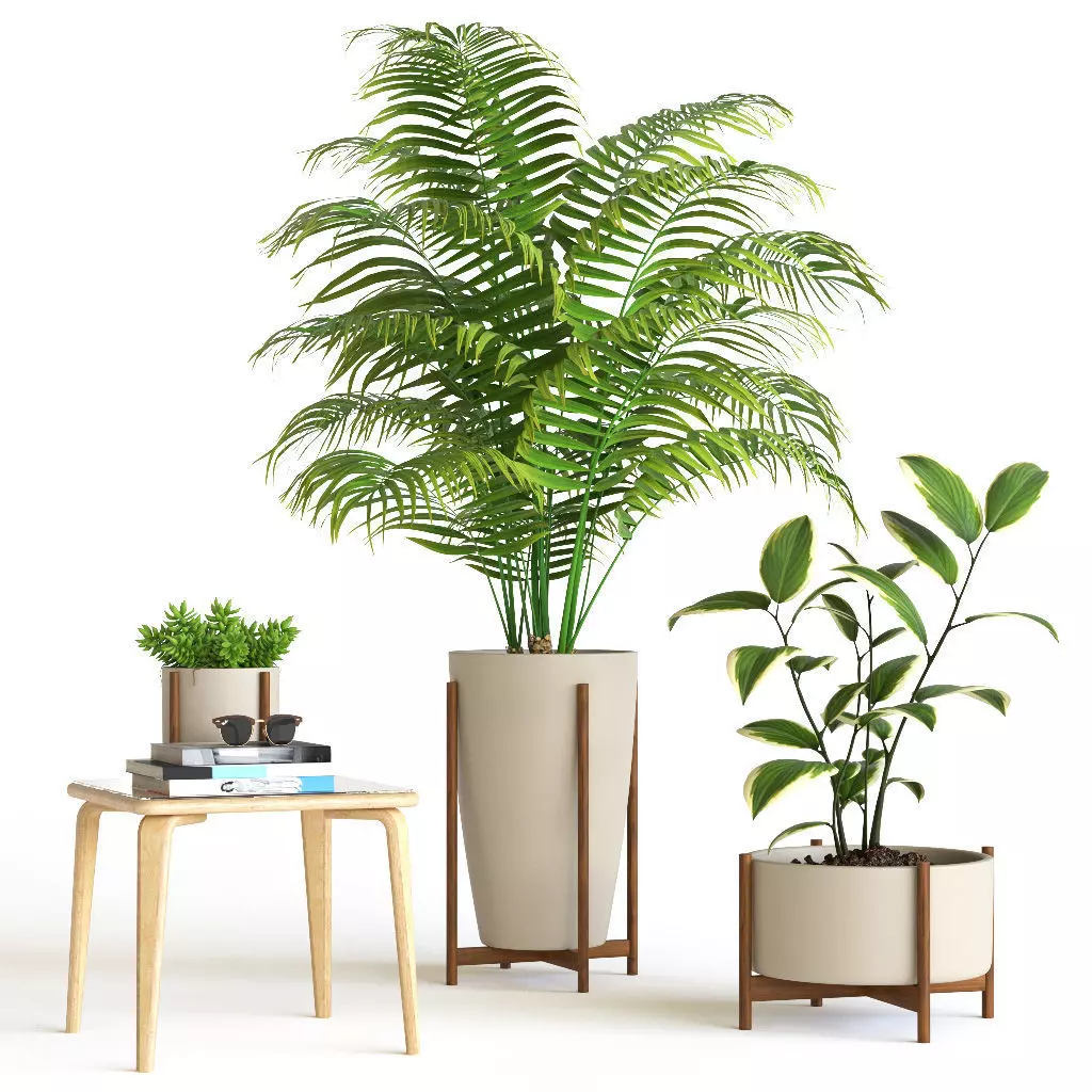 Plant set in wooden pot 3D model