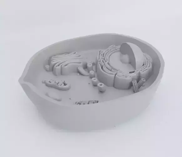 ANIMAL CELL 3D print model
