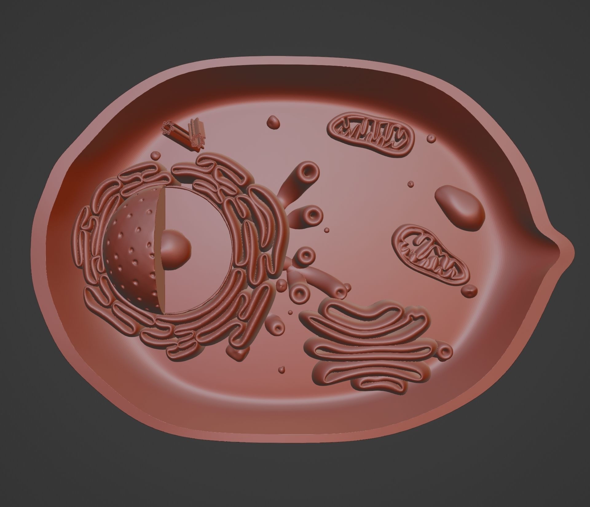 ANIMAL CELL 3D print model_5