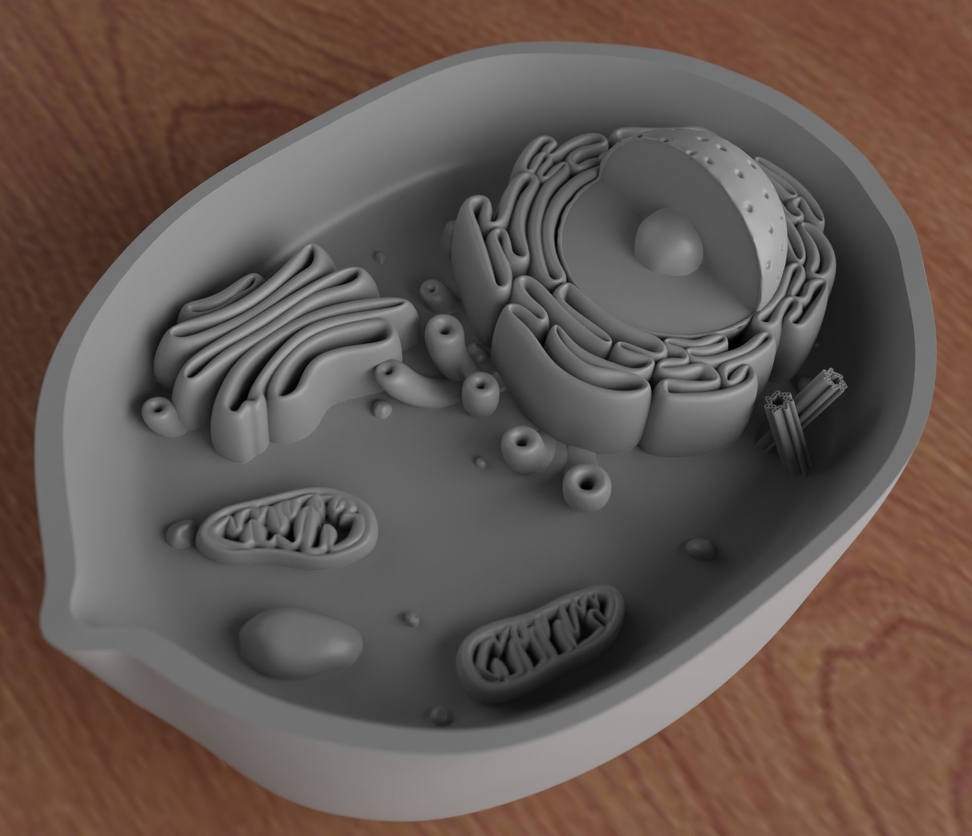 ANIMAL CELL 3D print model_2