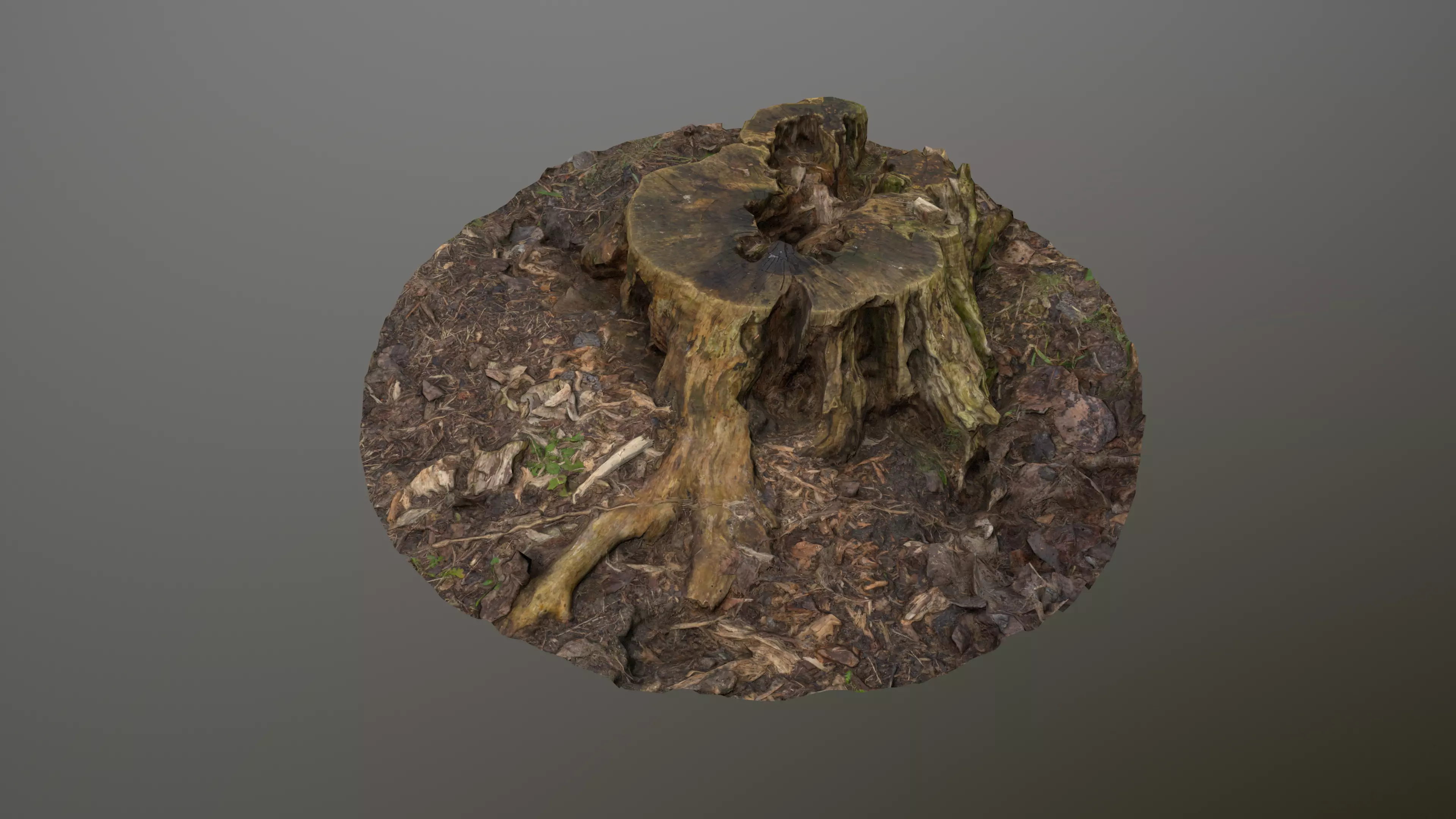 Small Tree Trunk Low-poly 3D model