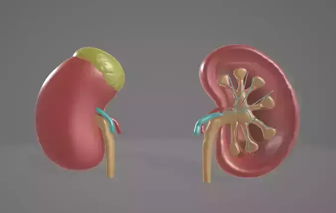 HUMAN KIDNEYS - ANATOMY  3D model