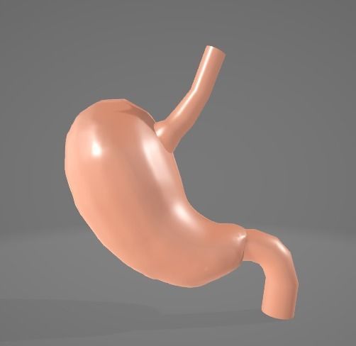 HUMAN STOMACH - ANATOMY Low-poly 3D model_4