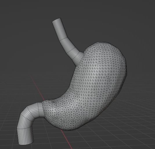 HUMAN STOMACH - ANATOMY Low-poly 3D model_2