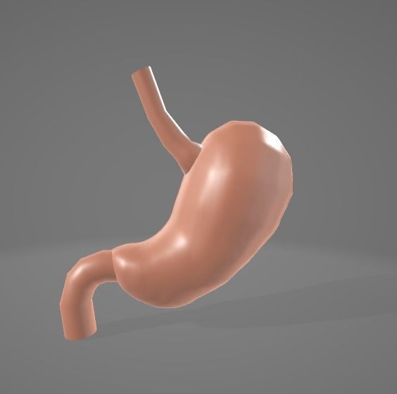 HUMAN STOMACH - ANATOMY Low-poly 3D model_5