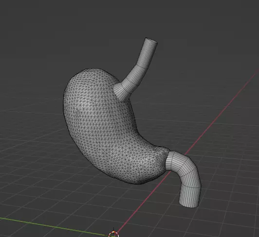 HUMAN STOMACH - ANATOMY Low-poly 3D model_0