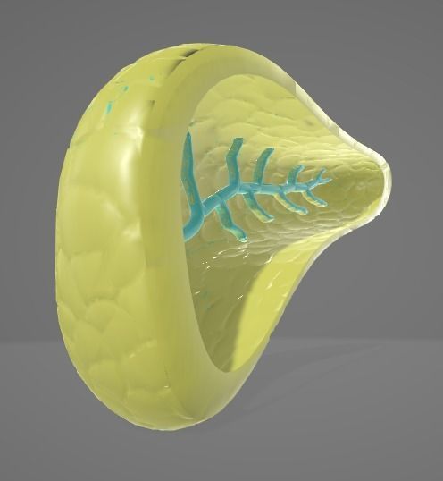 PANCREAS - HUMAN ANATOMY Low-poly 3D model_6