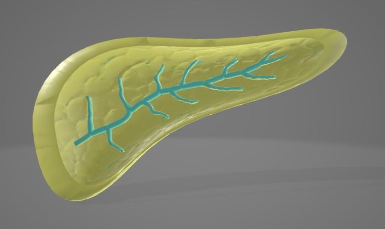 PANCREAS - HUMAN ANATOMY Low-poly 3D model_4