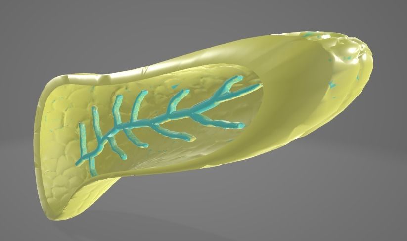 PANCREAS - HUMAN ANATOMY Low-poly 3D model_7