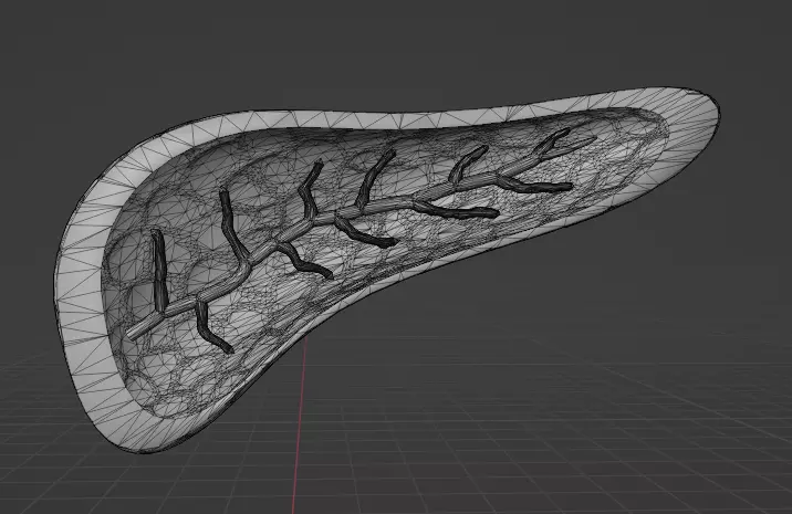 PANCREAS - HUMAN ANATOMY Low-poly 3D model_0