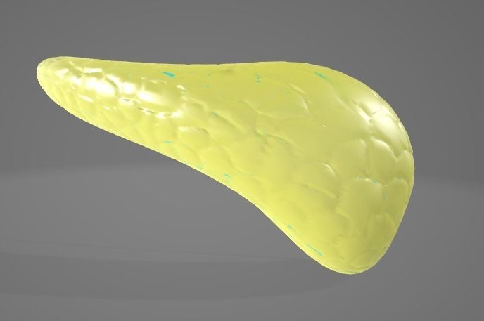 PANCREAS - HUMAN ANATOMY Low-poly 3D model_5