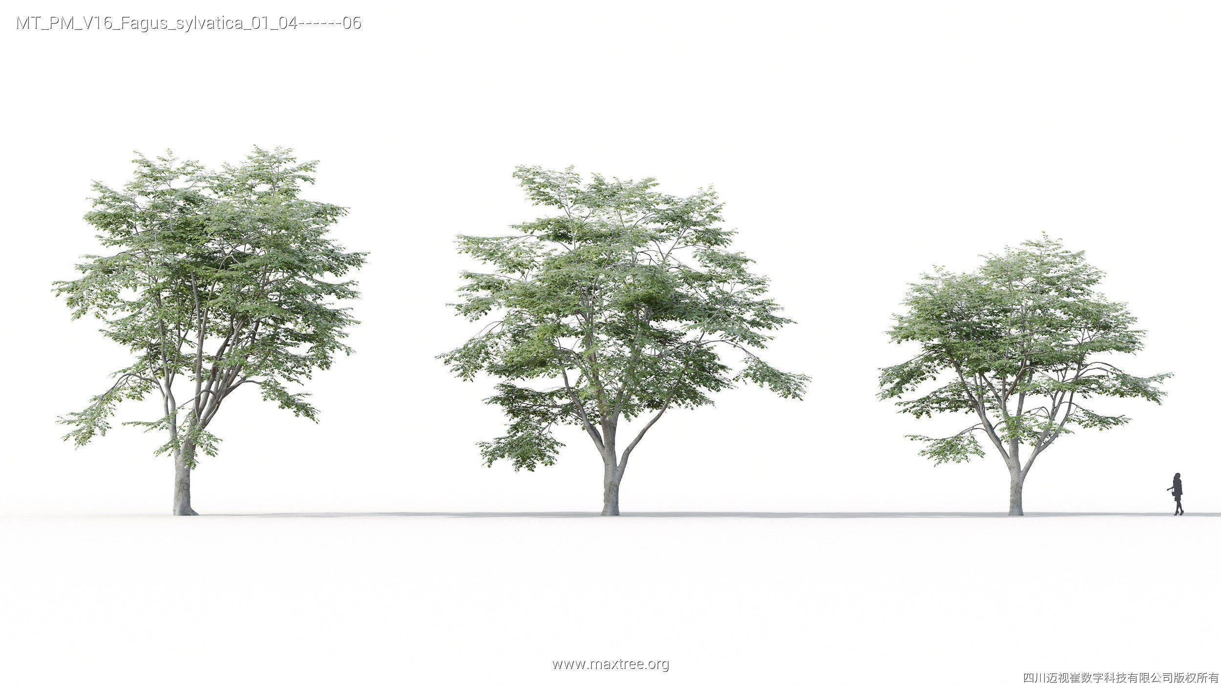 Maxtree Plant Models Vol 16 - Mesh 3D model_15