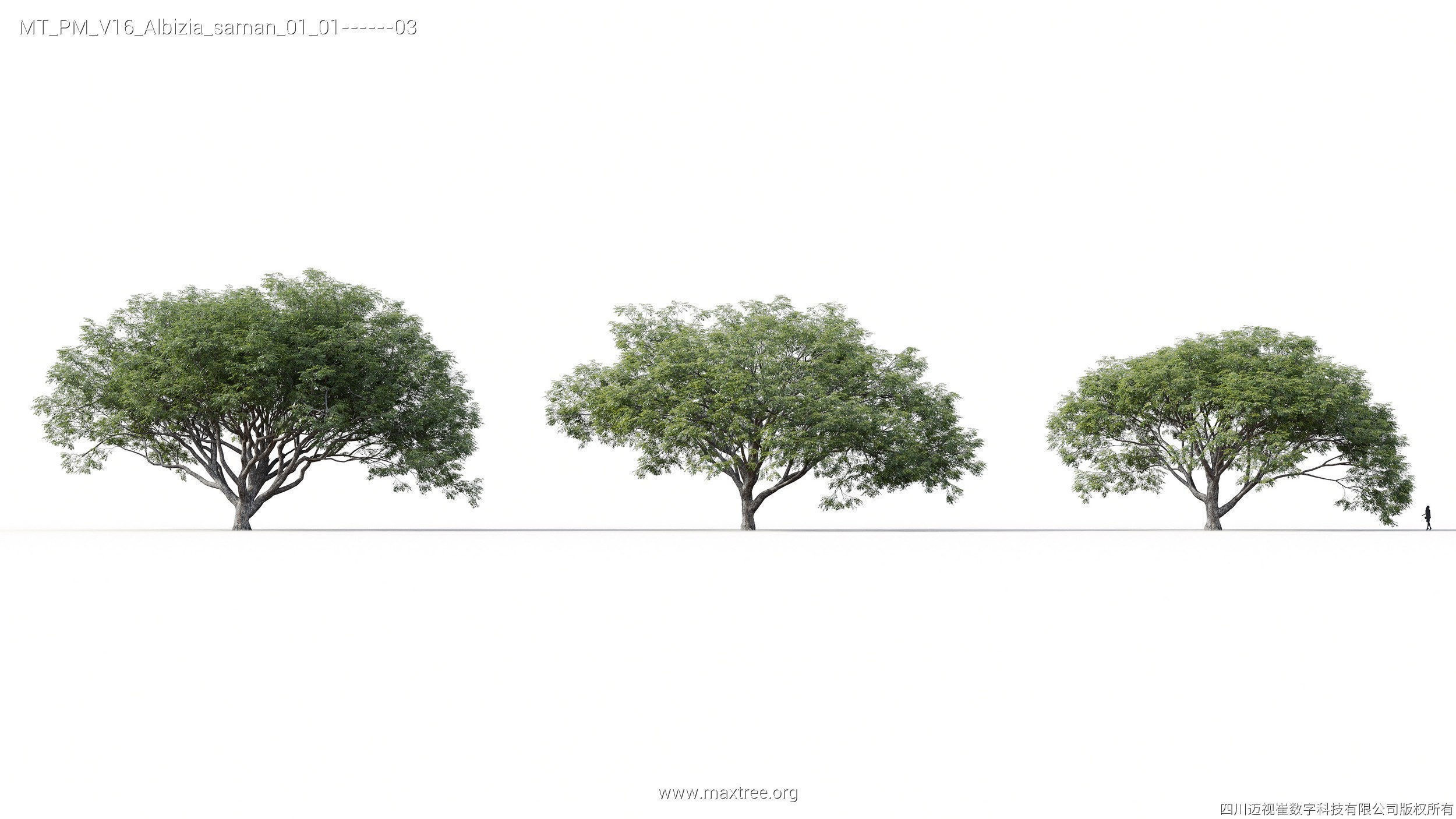 Maxtree Plant Models Vol 16 - Mesh 3D model_3