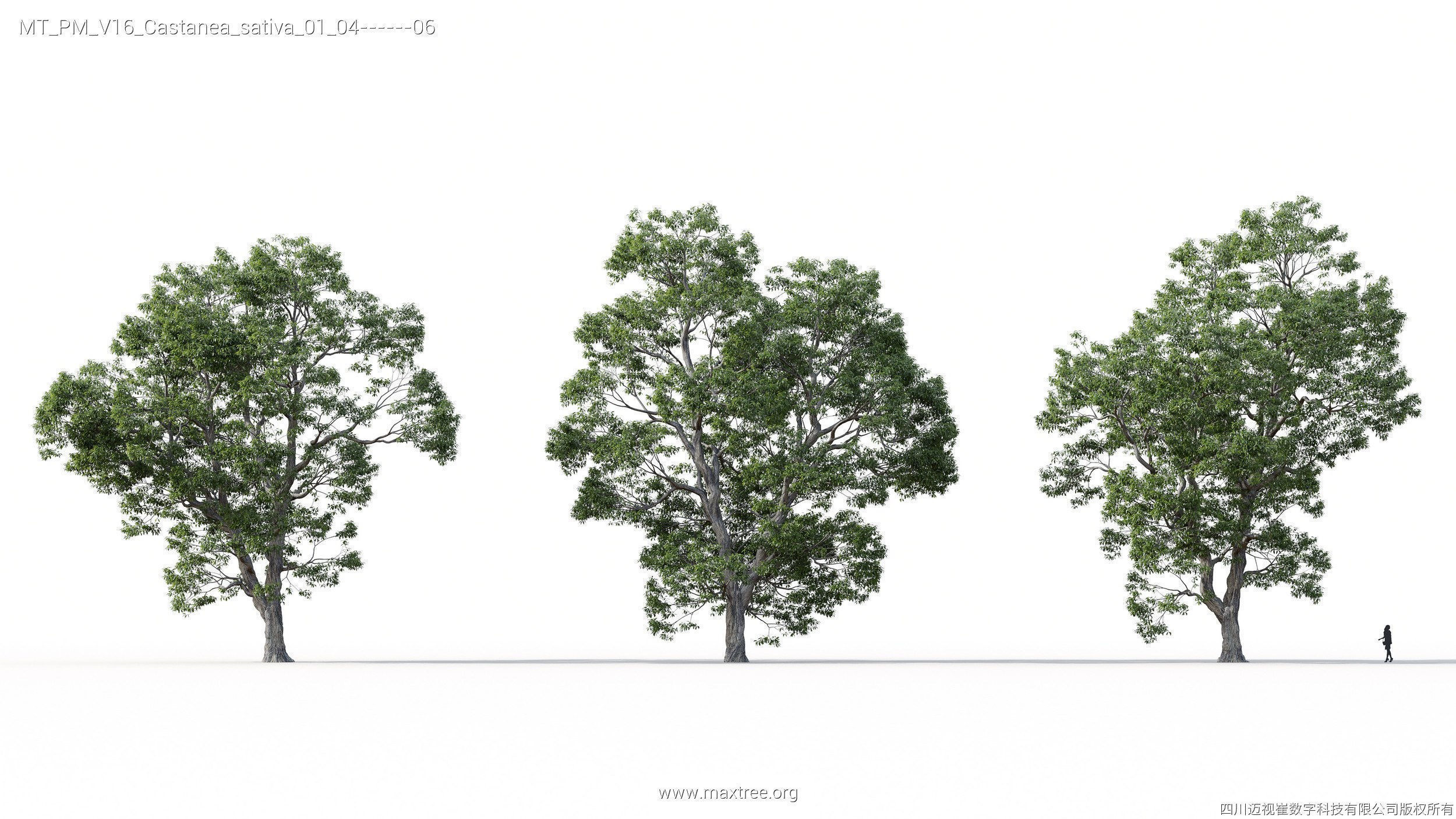 Maxtree Plant Models Vol 16 - Mesh 3D model_7