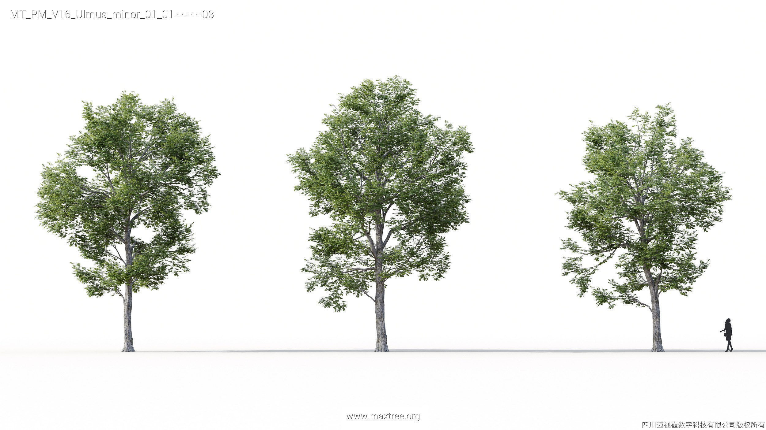 Maxtree Plant Models Vol 16 - Mesh 3D model_19
