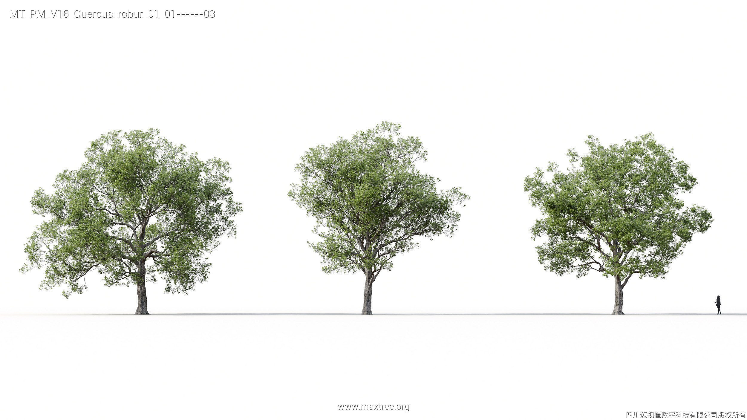 Maxtree Plant Models Vol 16 - Mesh 3D model_16