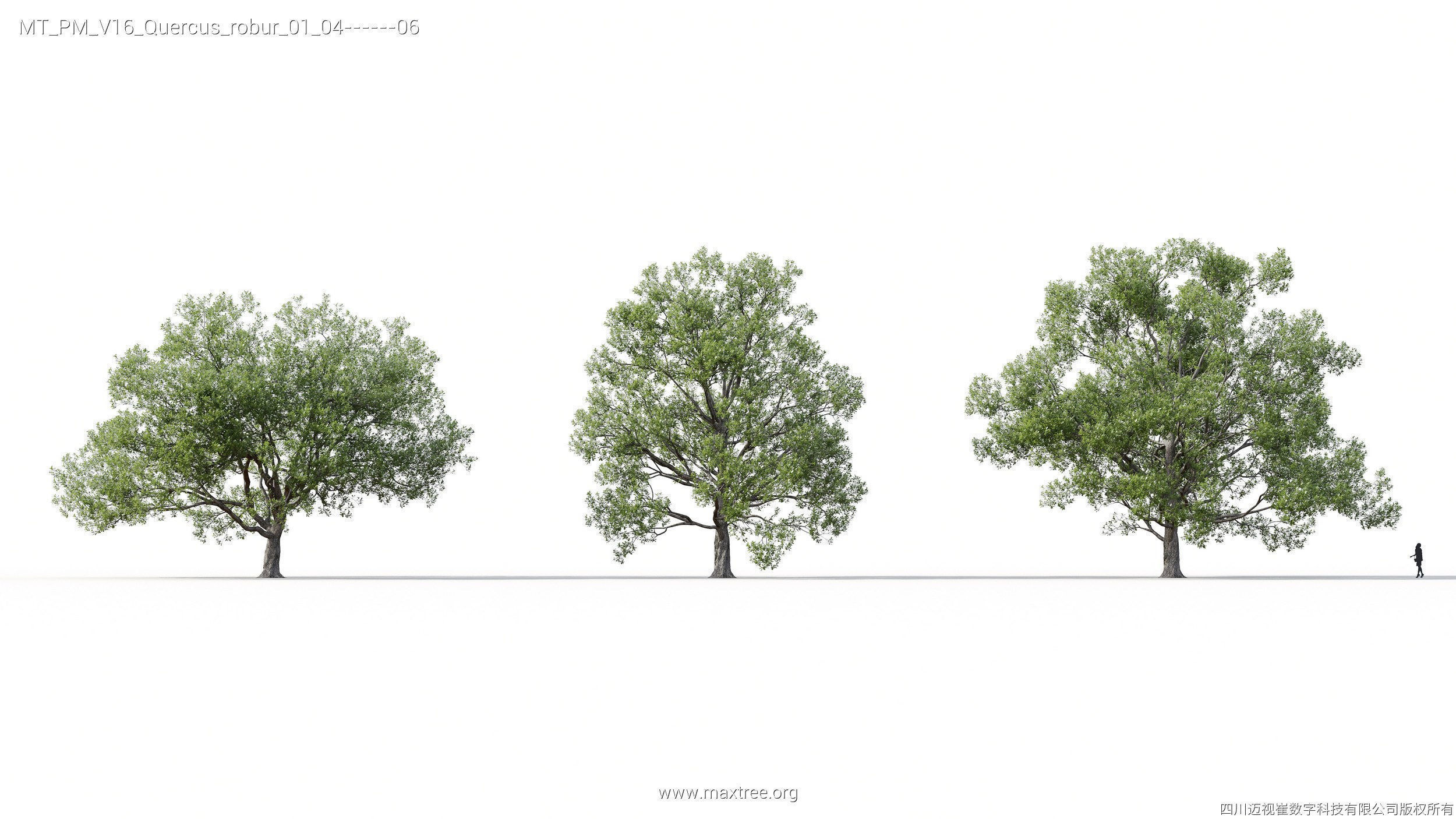 Maxtree Plant Models Vol 16 - Mesh 3D model_12
