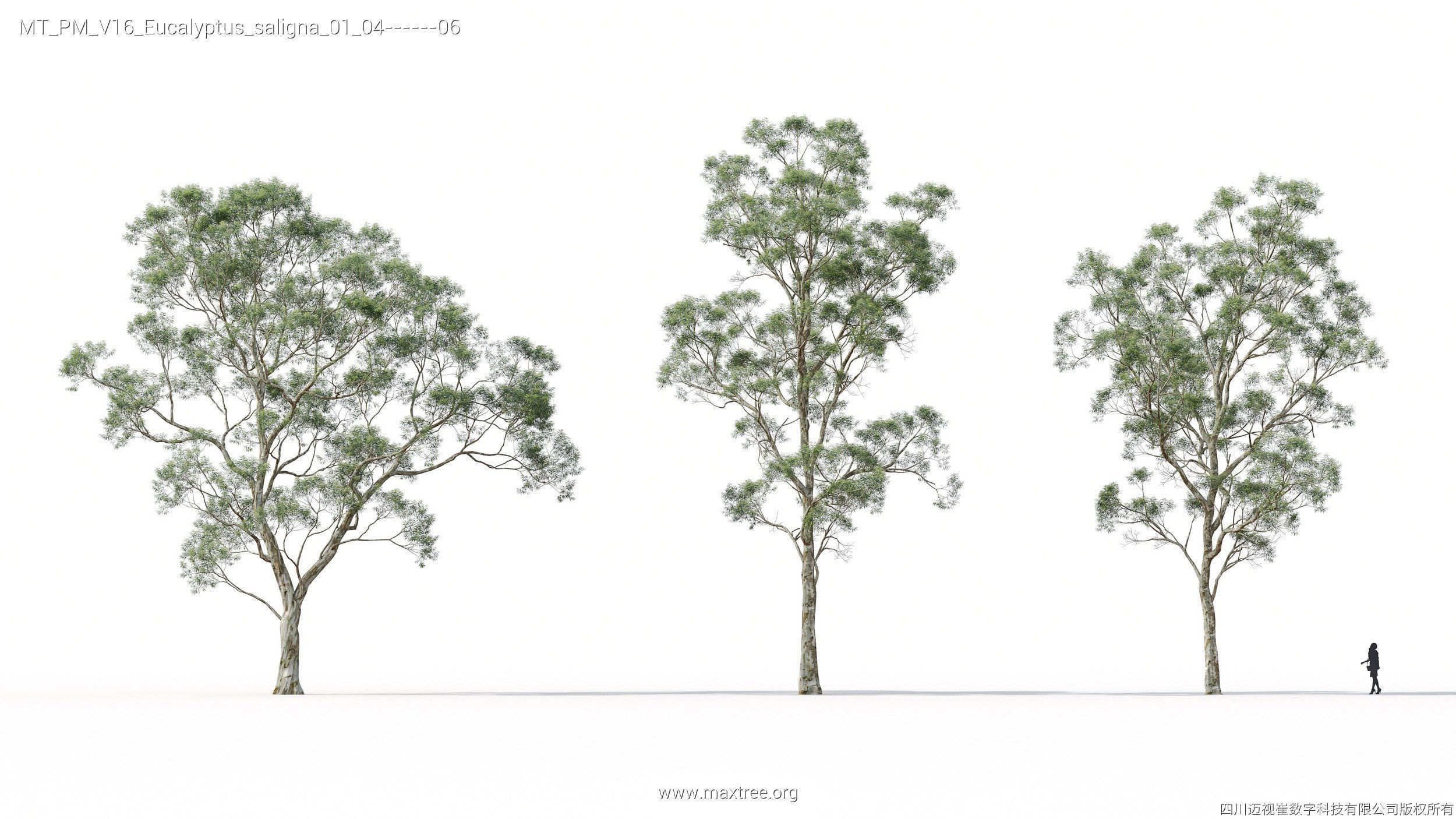 Maxtree Plant Models Vol 16 - Mesh 3D model_17