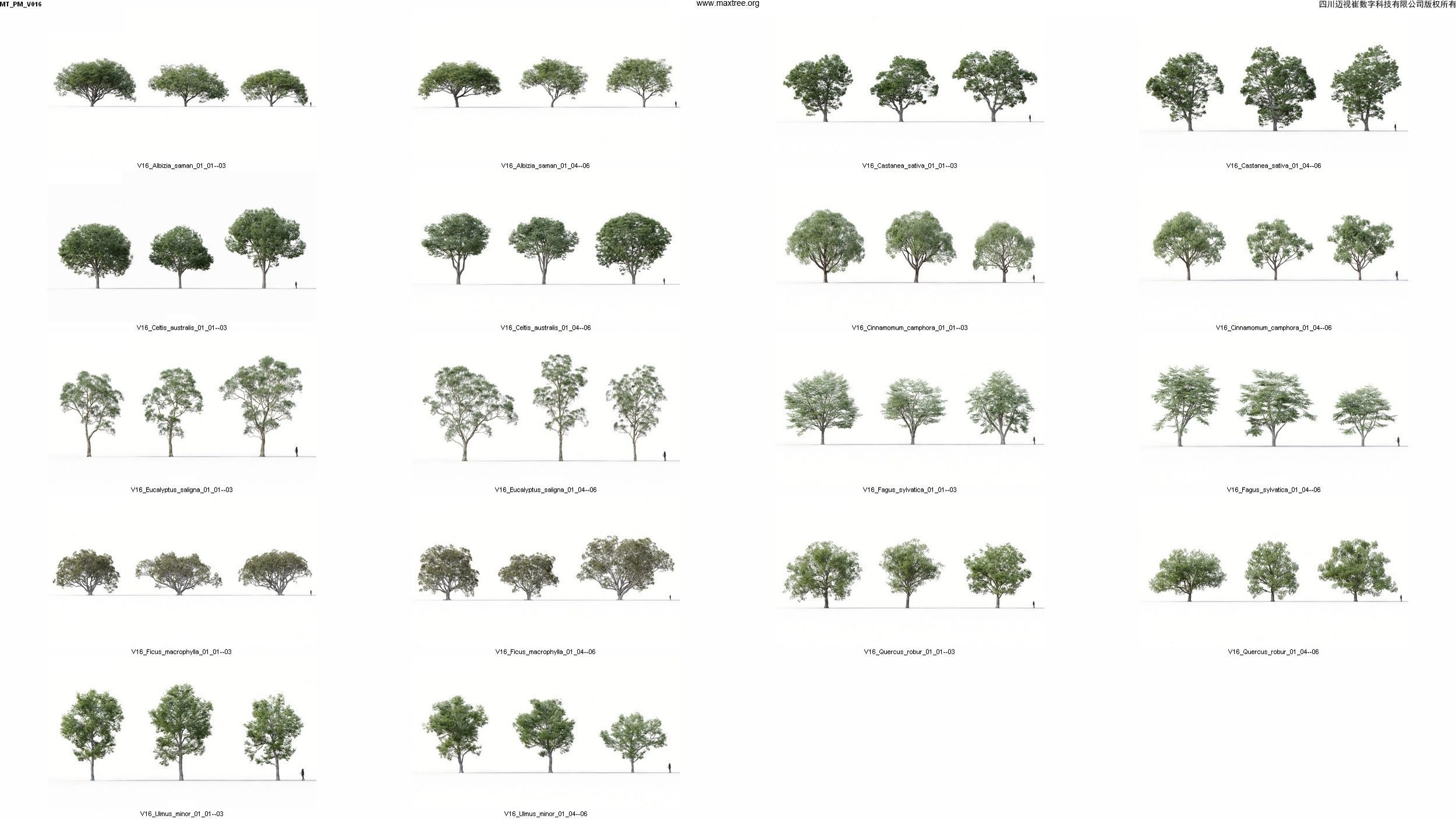 Maxtree Plant Models Vol 16 - Mesh 3D model_2