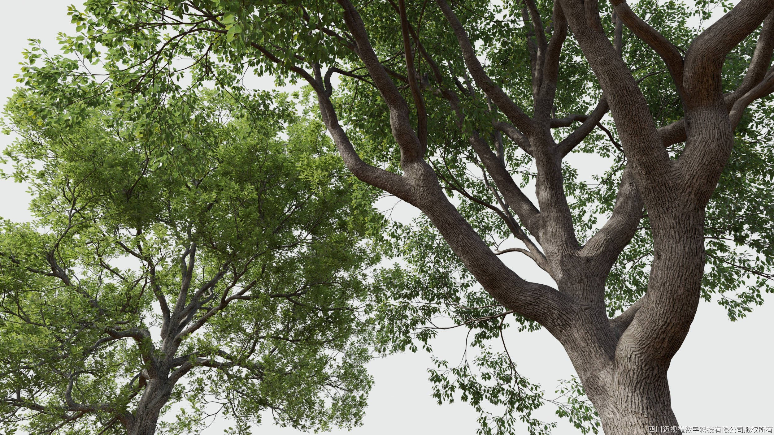 Maxtree Plant Models Vol 16 - Mesh 3D model_1