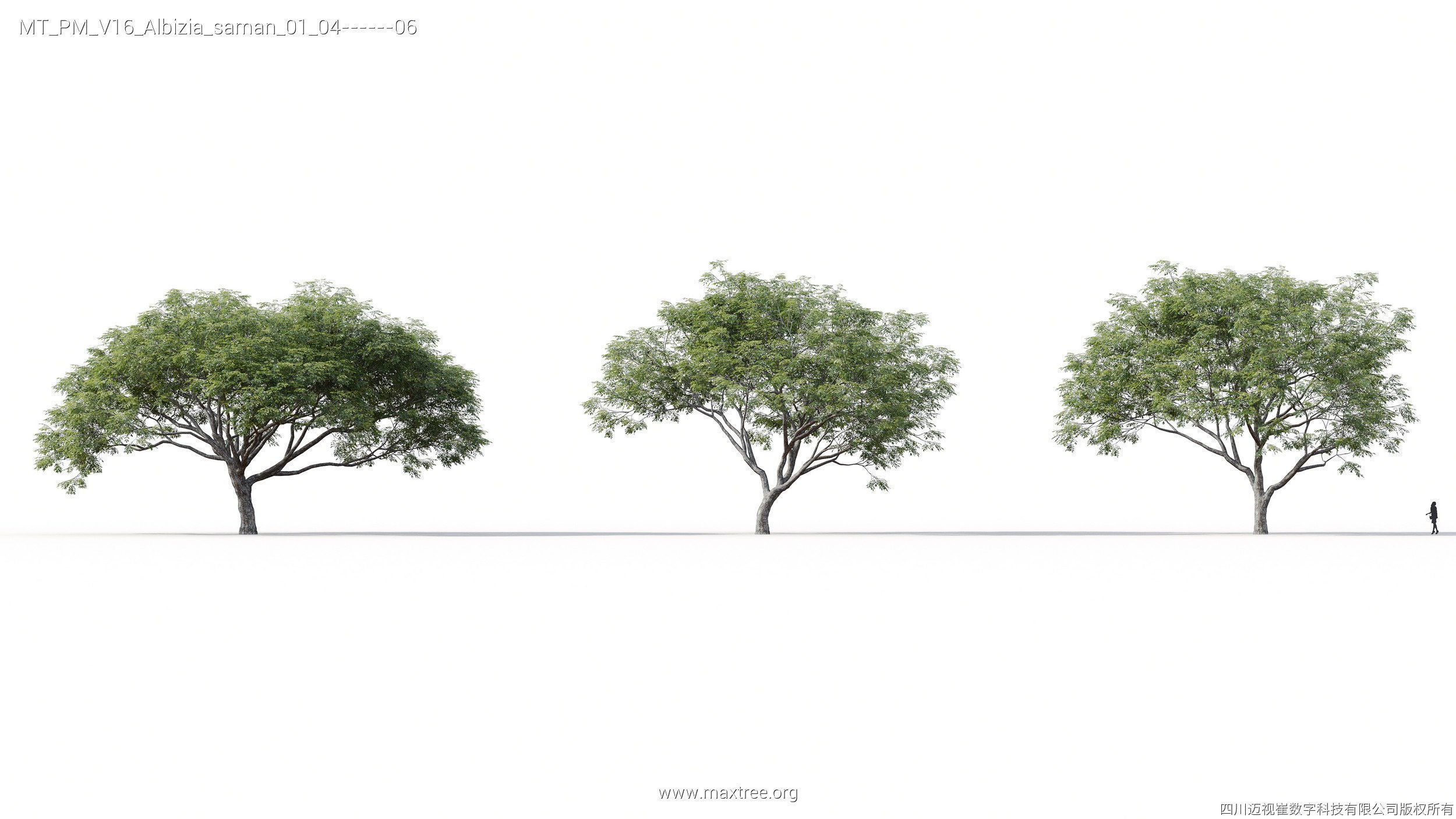 Maxtree Plant Models Vol 16 - Mesh 3D model_4
