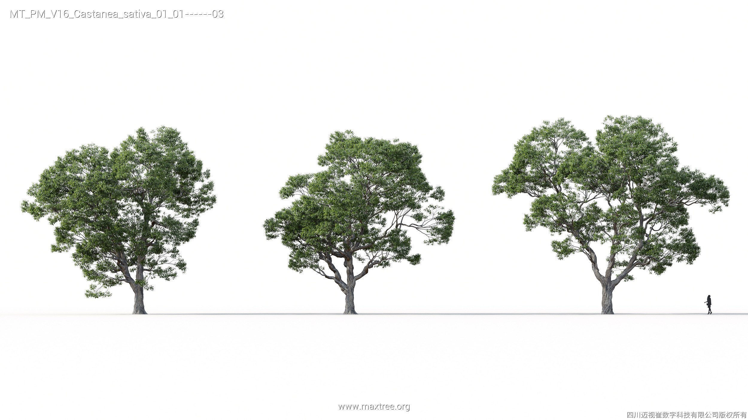 Maxtree Plant Models Vol 16 - Mesh 3D model_6