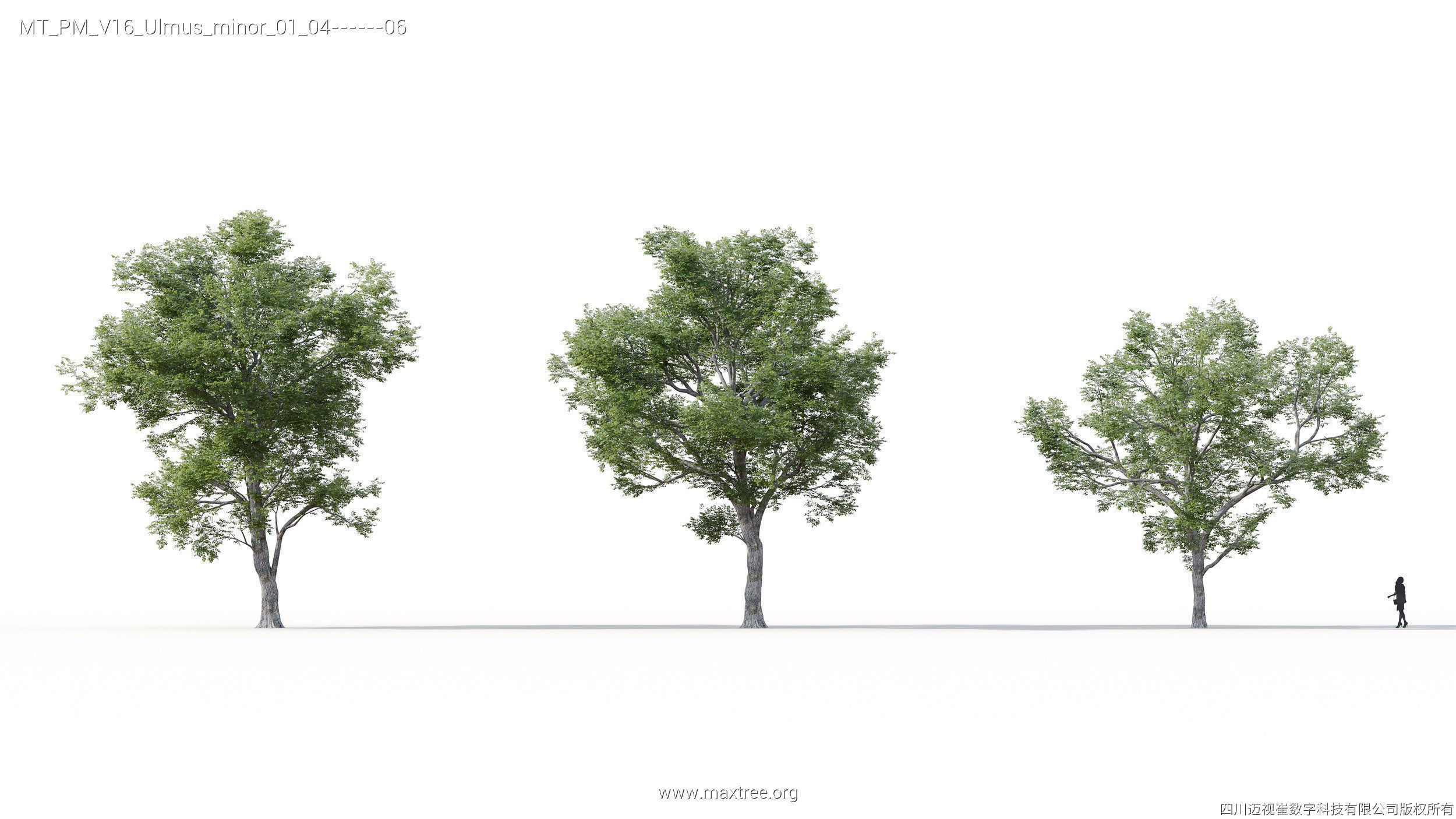 Maxtree Plant Models Vol 16 - Mesh 3D model_20