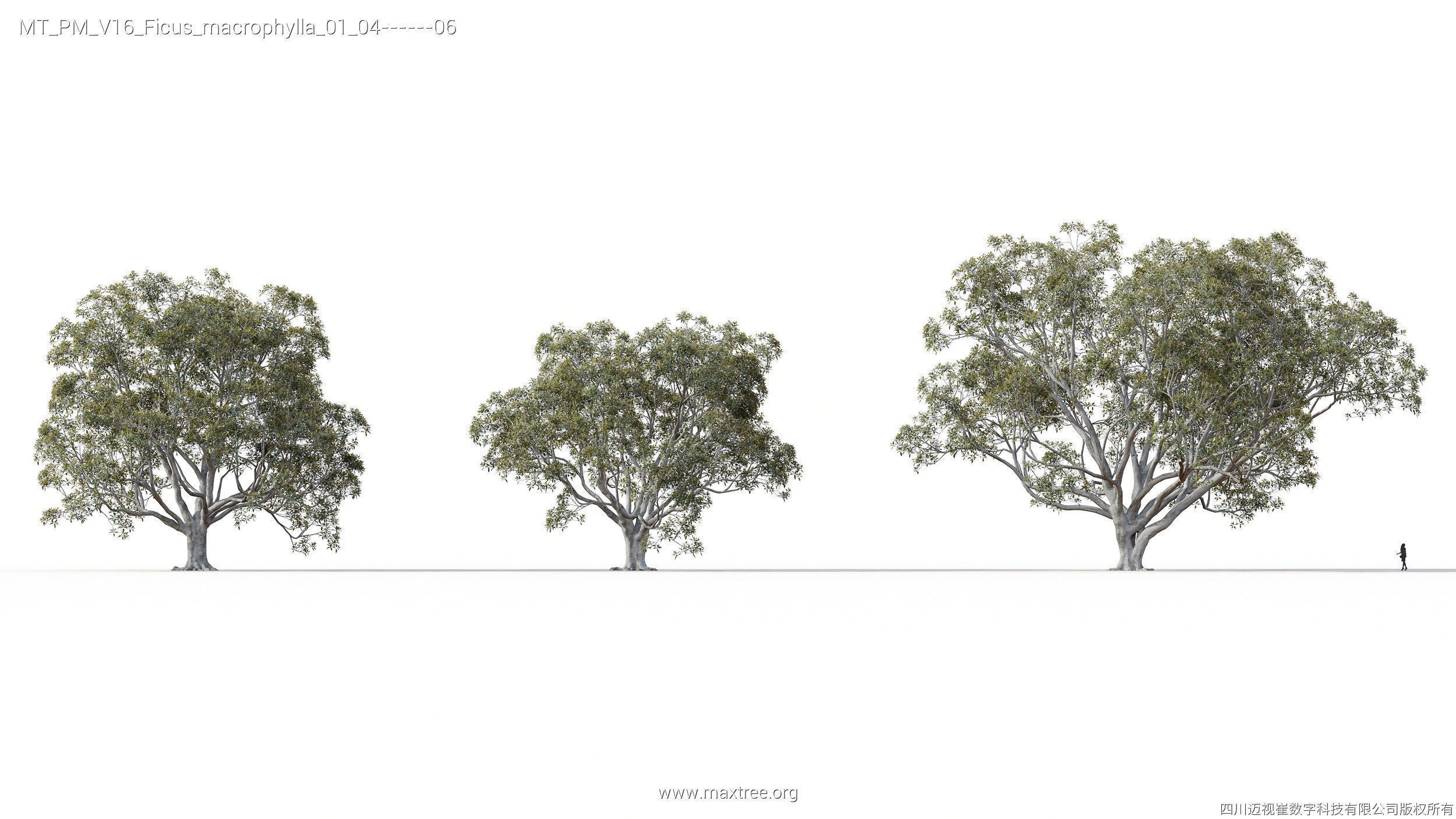 Maxtree Plant Models Vol 16 - Mesh 3D model_10