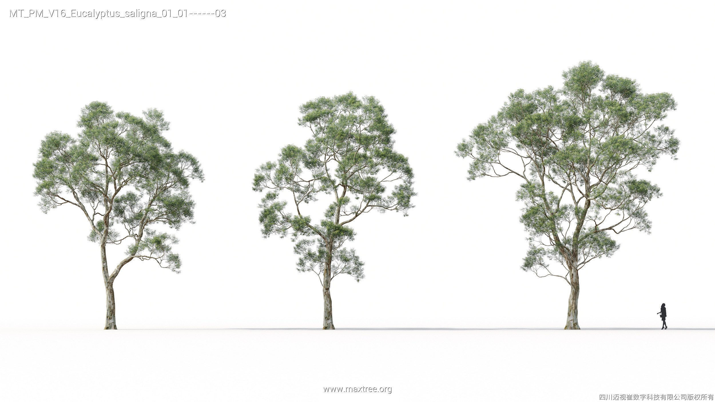 Maxtree Plant Models Vol 16 - Mesh 3D model_11