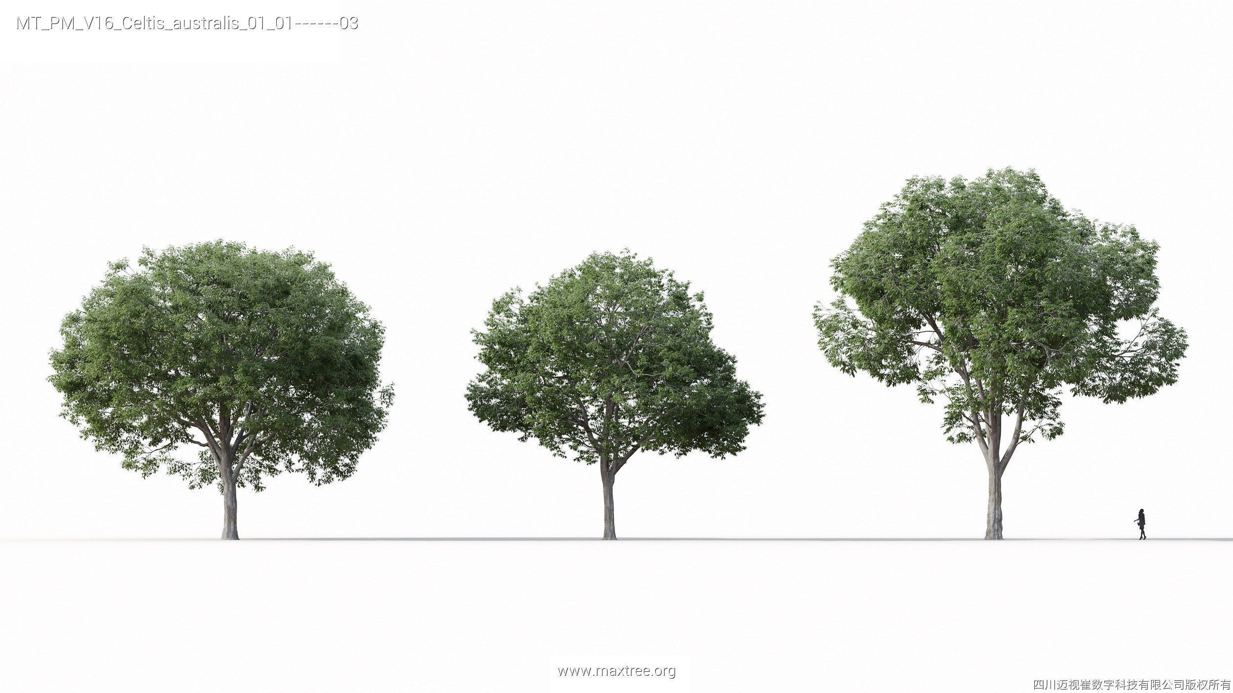 Maxtree Plant Models Vol 16 - Mesh 3D model_5
