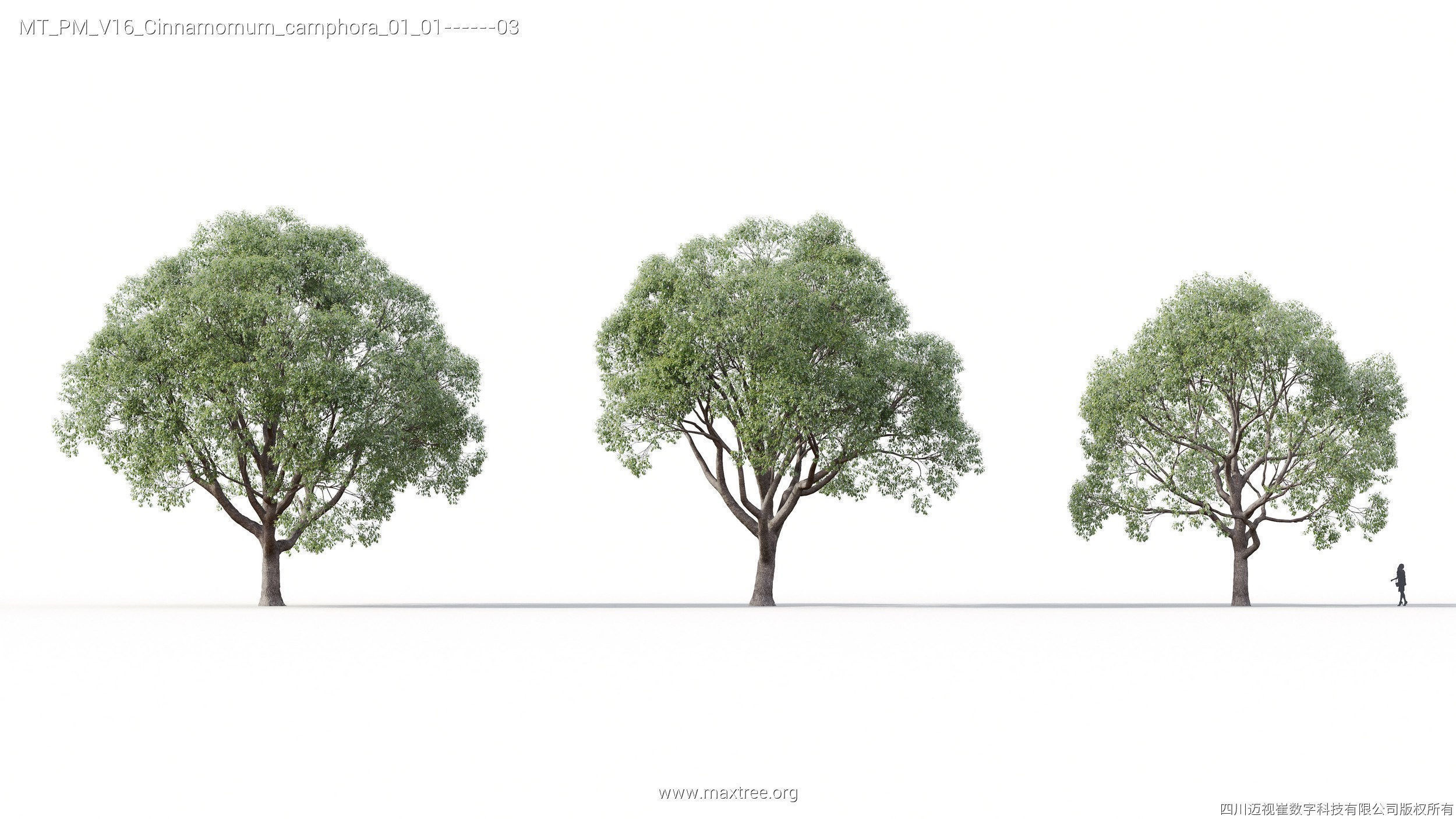 Maxtree Plant Models Vol 16 - Mesh 3D model_18