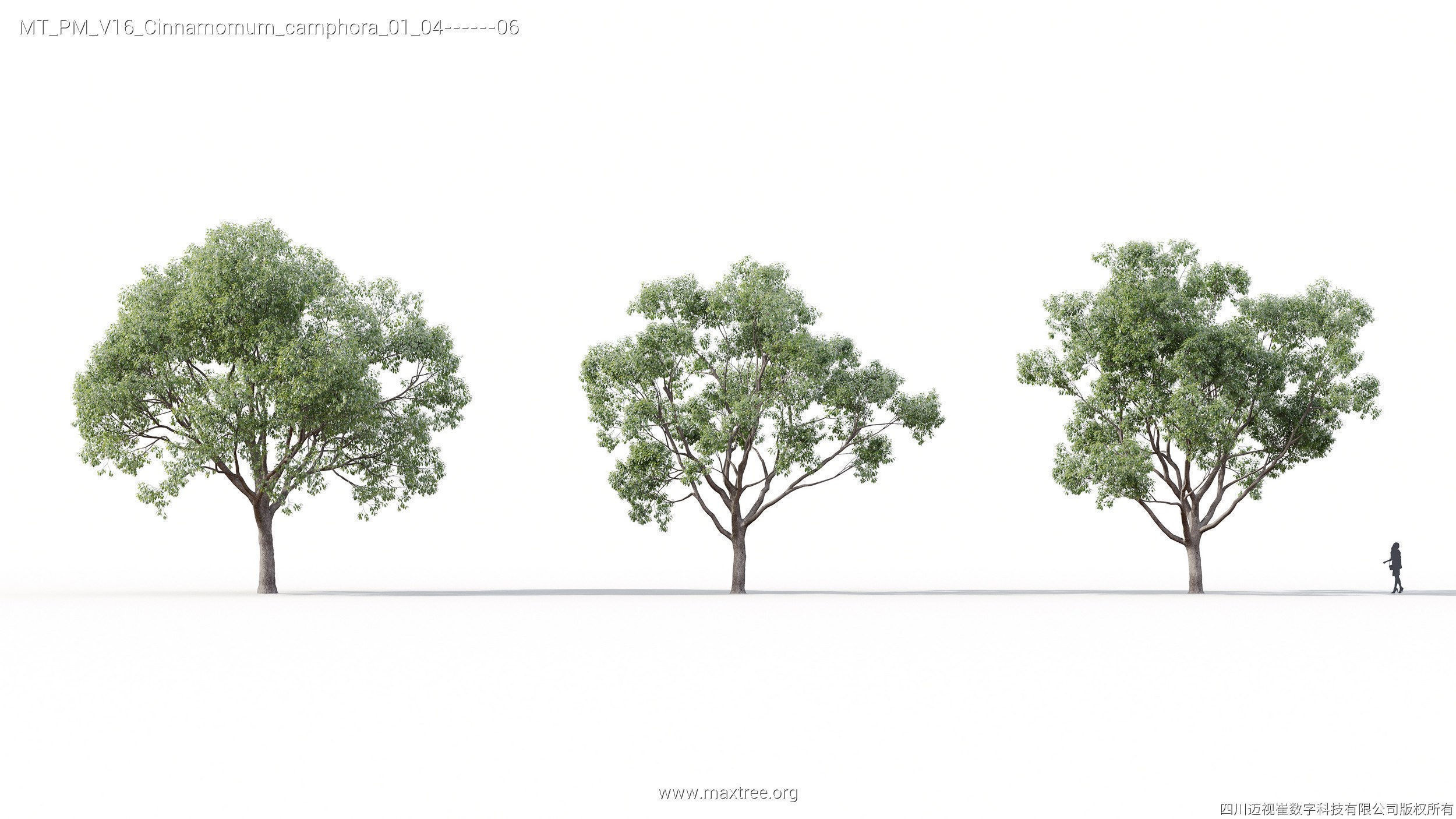 Maxtree Plant Models Vol 16 - Mesh 3D model_9